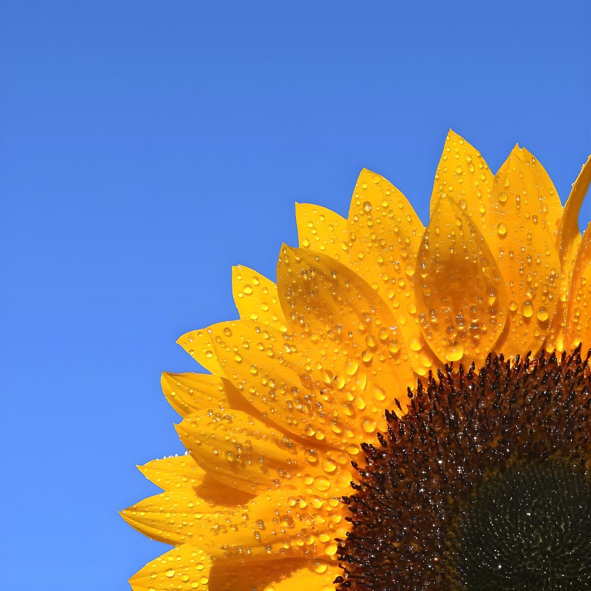 TP75392: Stralende Zonnebloem met Dauw