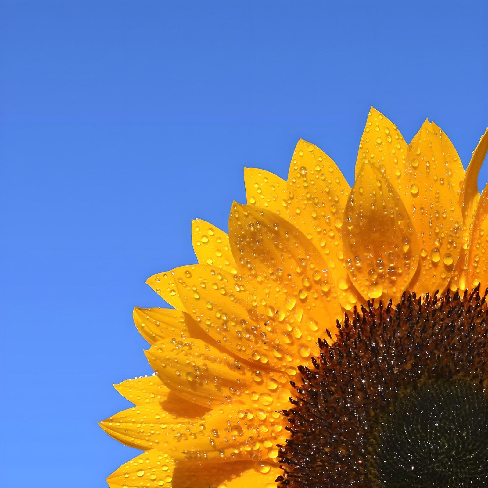 TP75392: Stralende Zonnebloem met Dauw