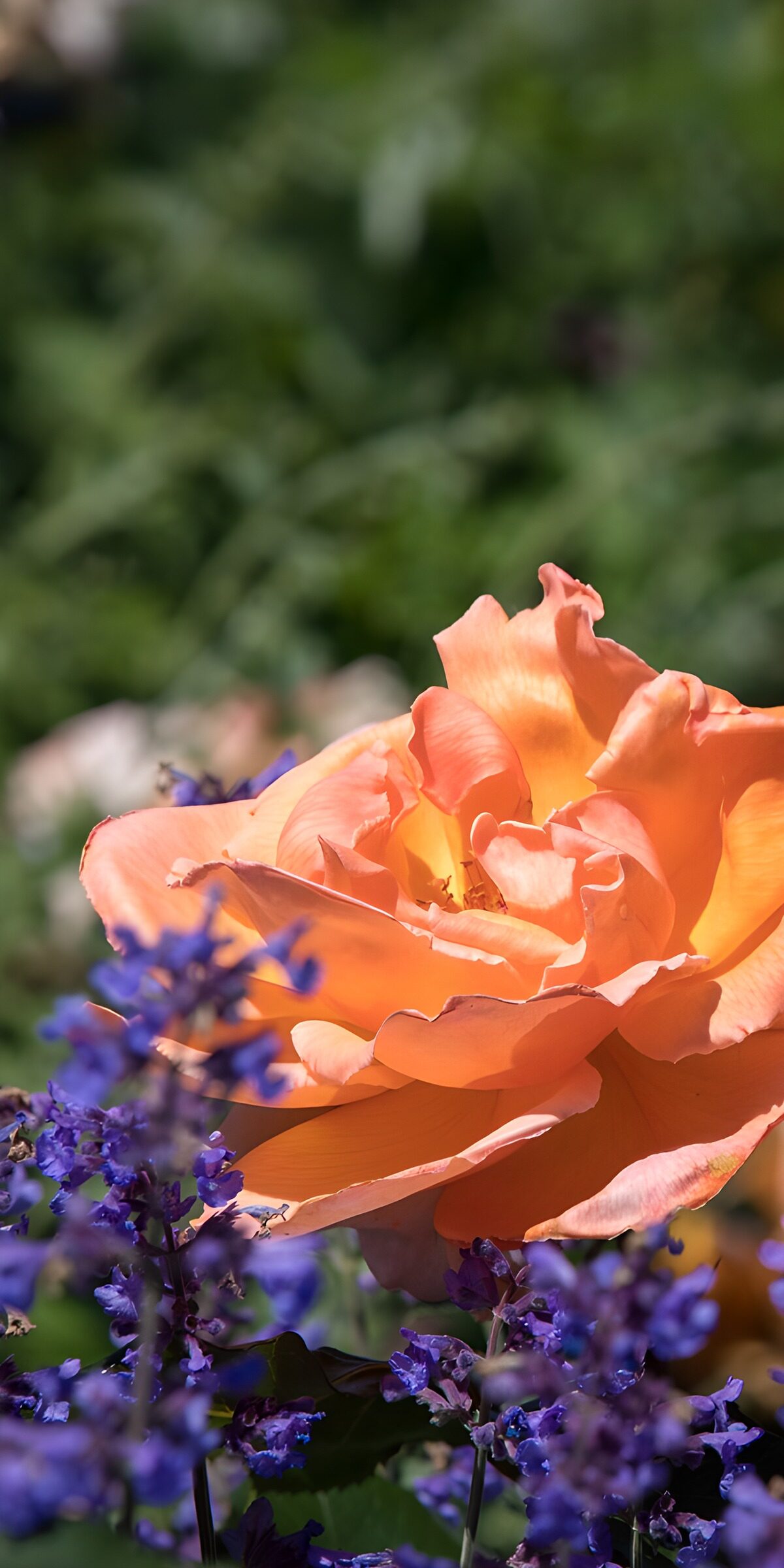 TP72751: Rozenpracht tussen paarse bloemen