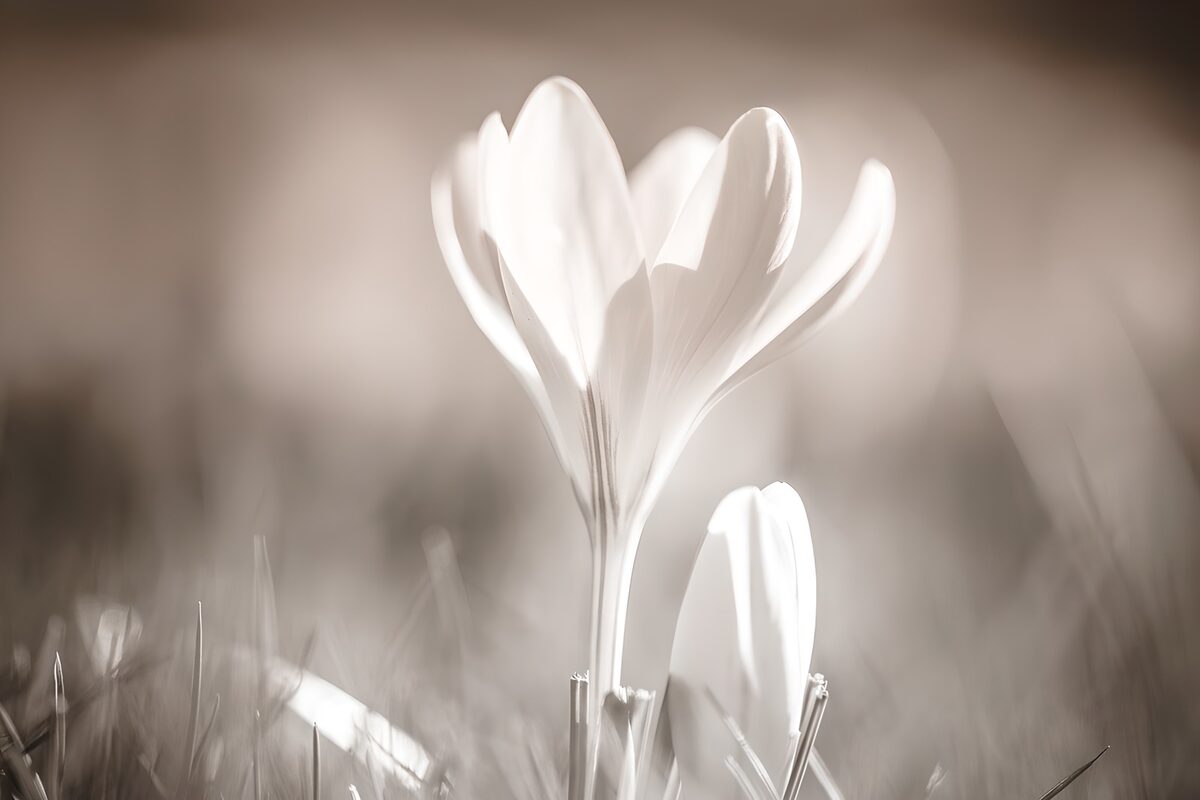 Dromerige krokus