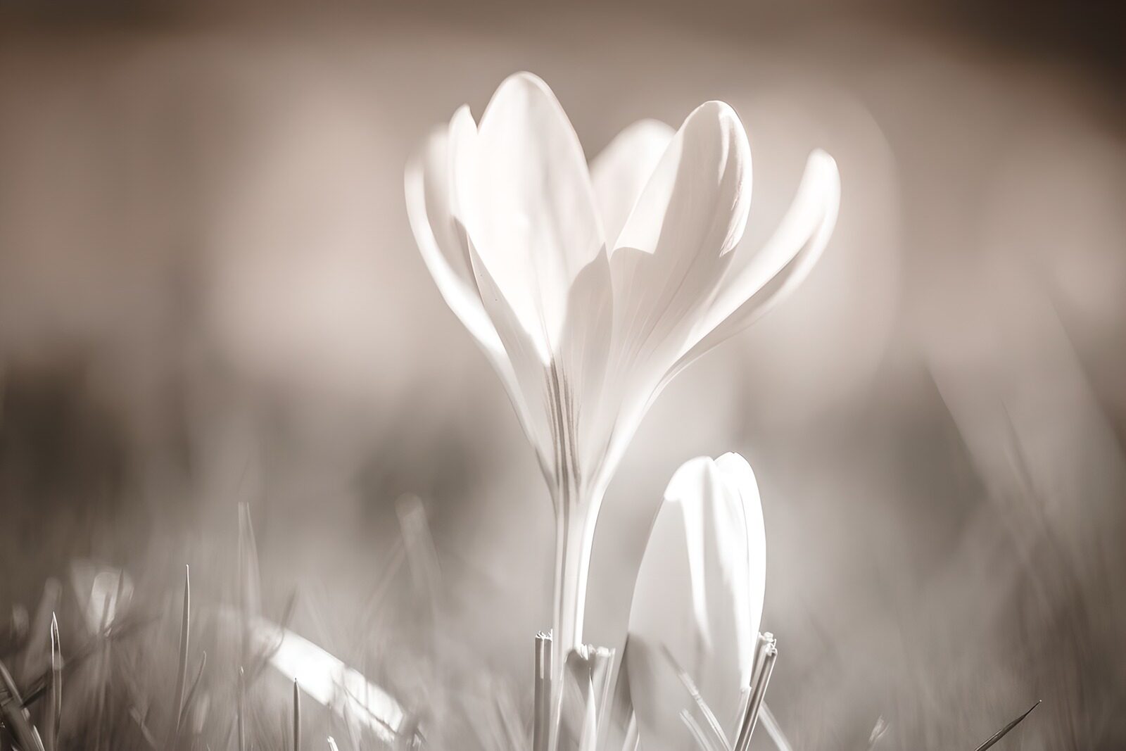 TP80107: Dromerige krokus