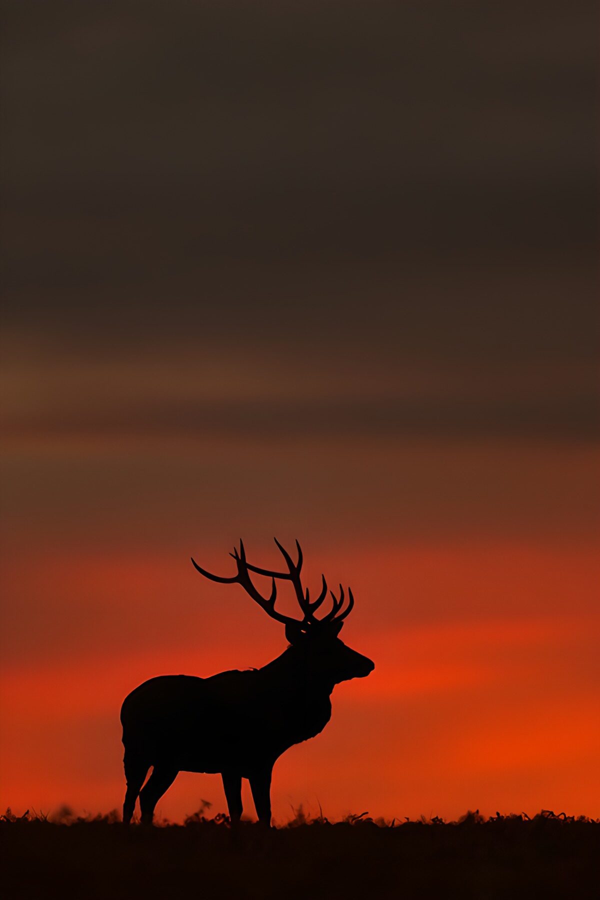 TP57114: Herten silhouet tegen zonsondergang