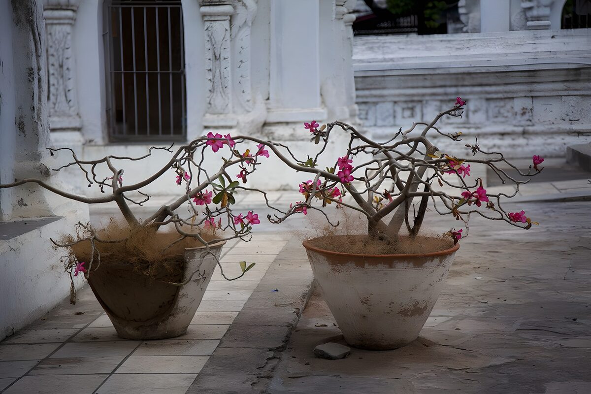 Vergeten planten in de tempel