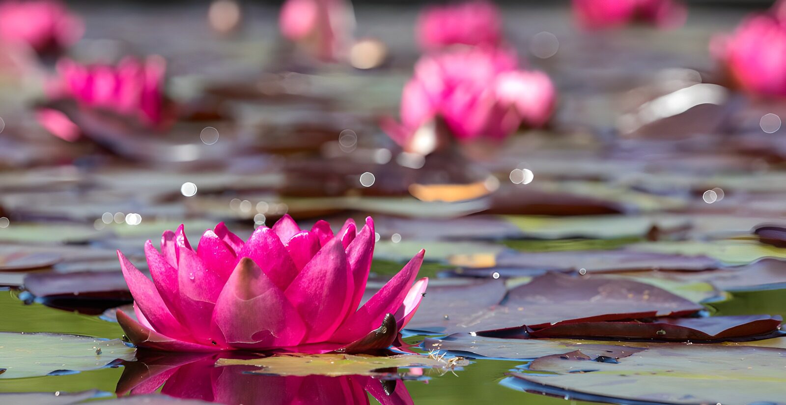 TP63192: Prachtige roze waterlelies in de zon