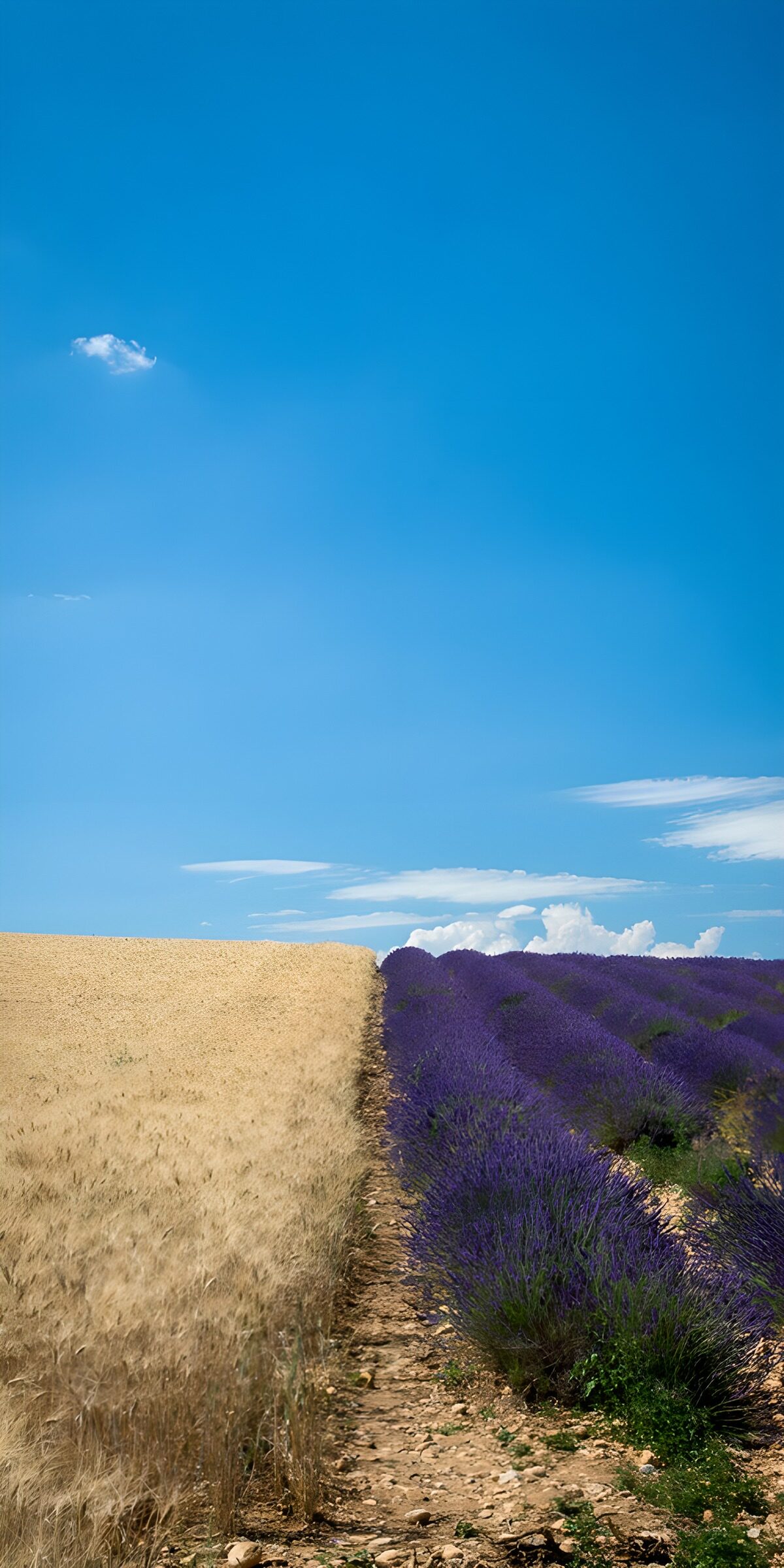 TP59583: Lavendel en tarwe