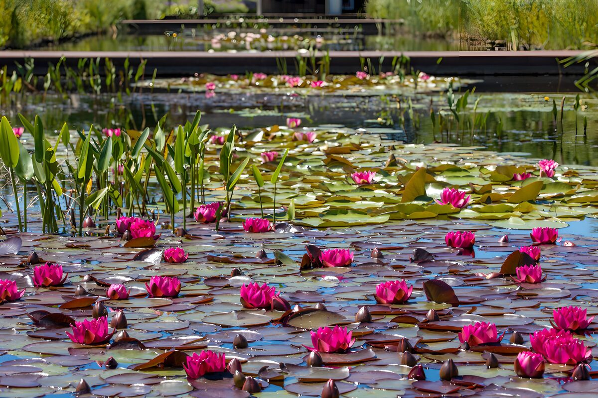 Prachtige waterlelies in een serene vijver