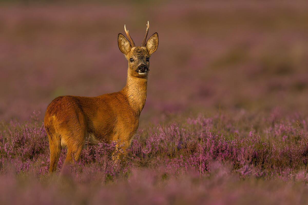 Reebok in bloeiende heide