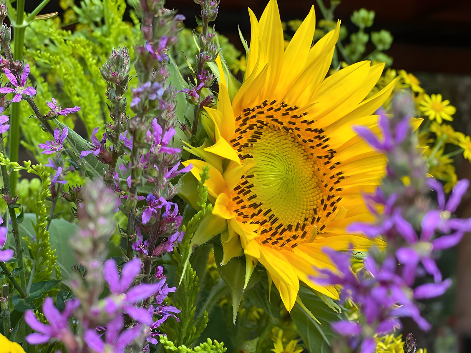 TP31258: Zonnige zonnebloem tussen paarse bloemen
