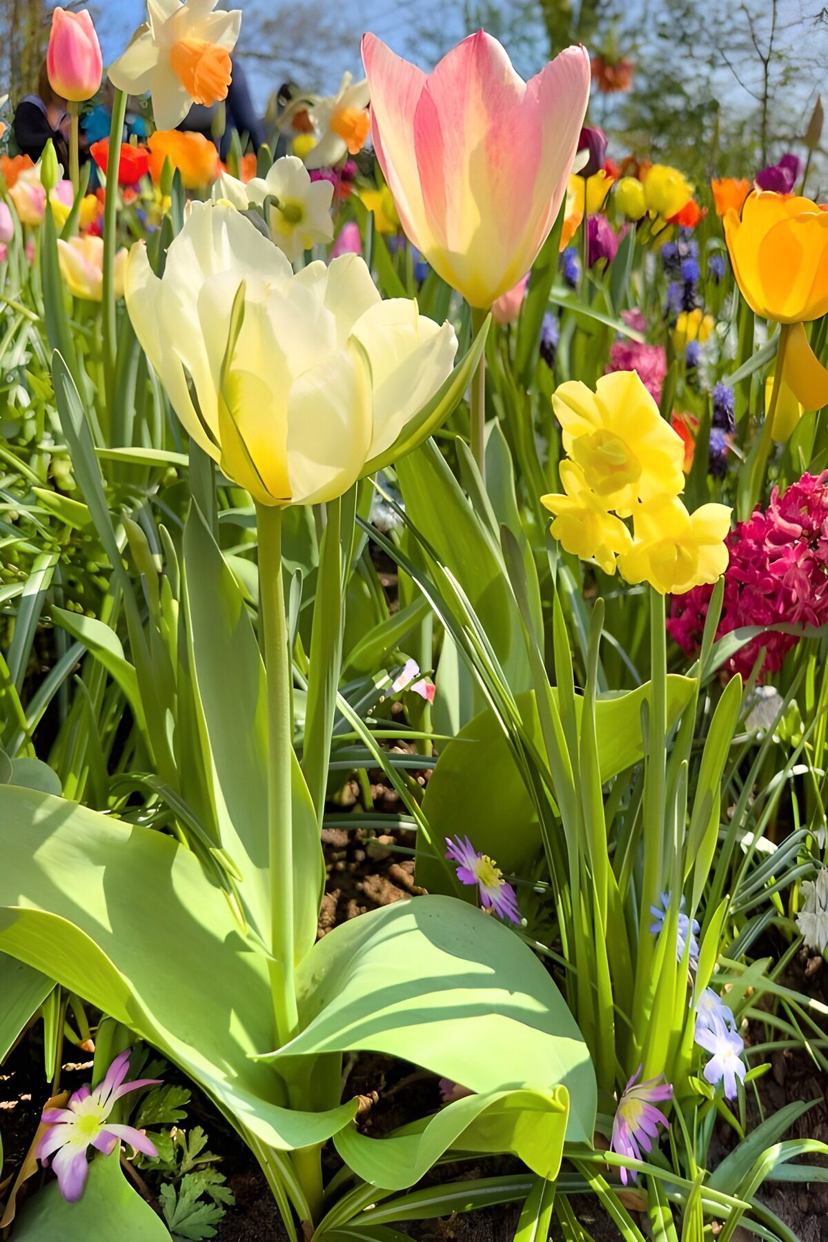 Kleurrijke Lente Tulpenweide