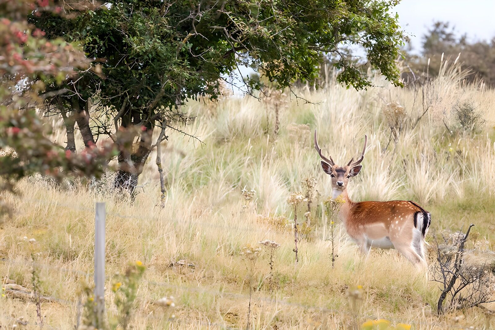 TP63667: Damhert in het veld op uitkijk