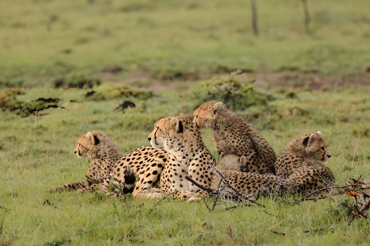 Cheetahs in hun natuurlijke omgeving