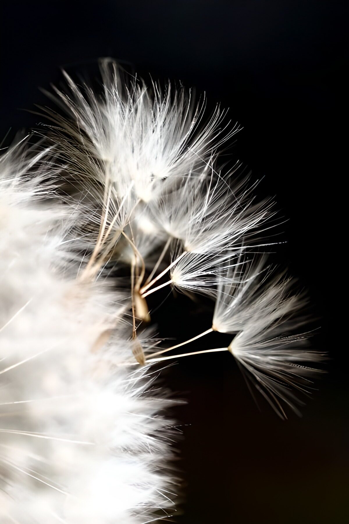 TP16150: Pappus in black