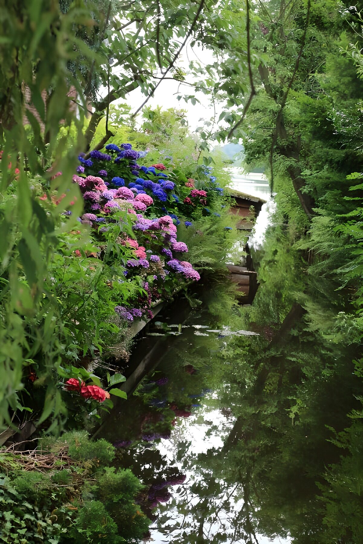 Hortensia bij de Loosdrechtse plassen