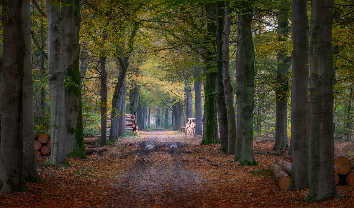 TP26911: Herfstwandeling door het bos
