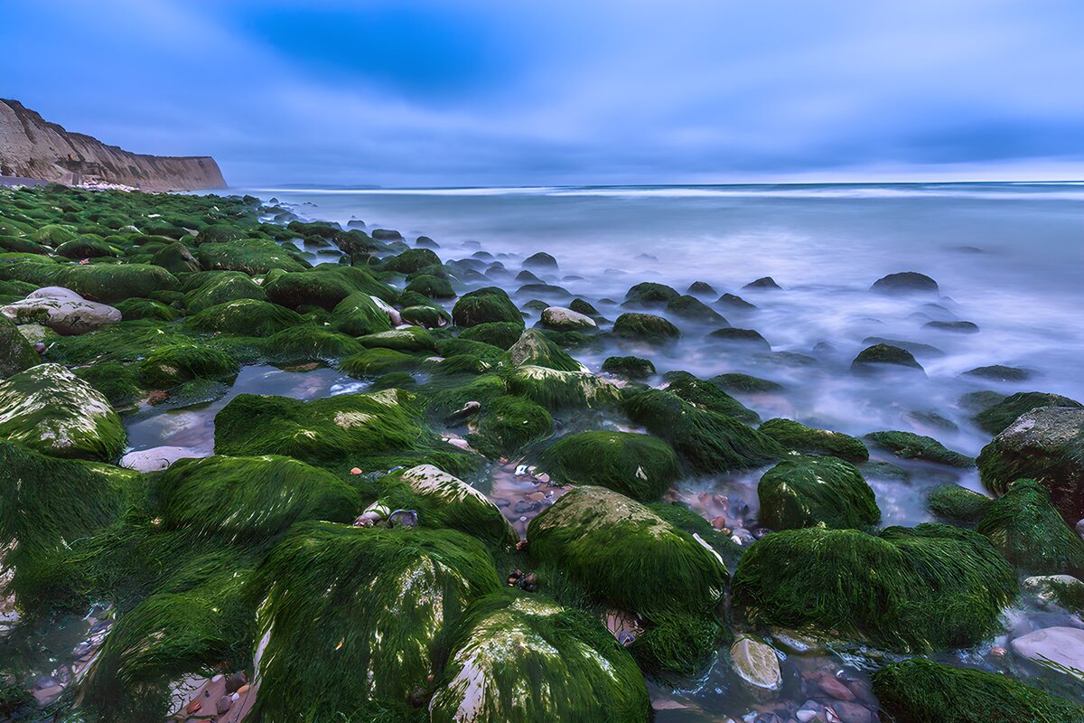 TP64004: Groene Algen aan de Kust
