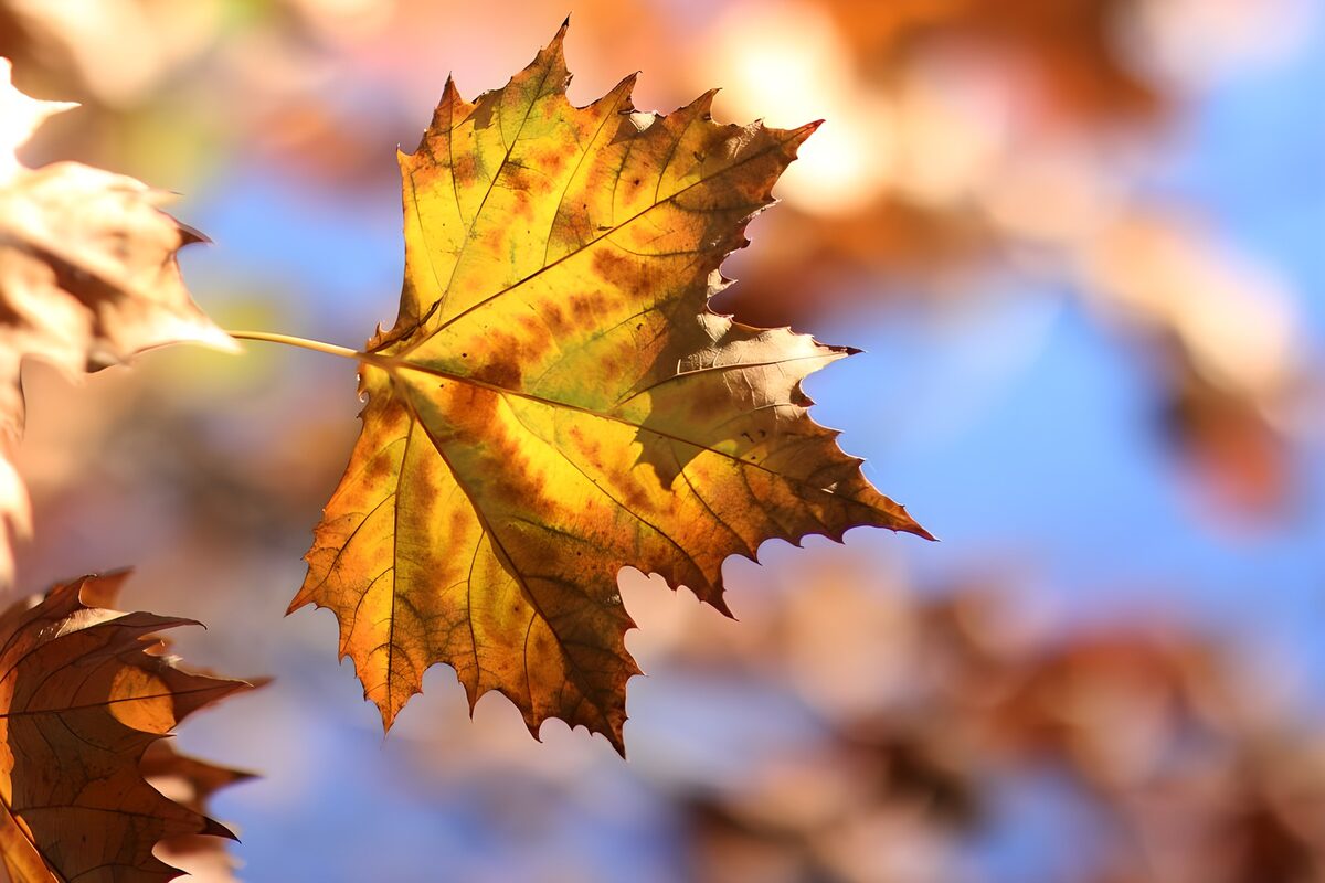 Herfstblad in gouden tinten