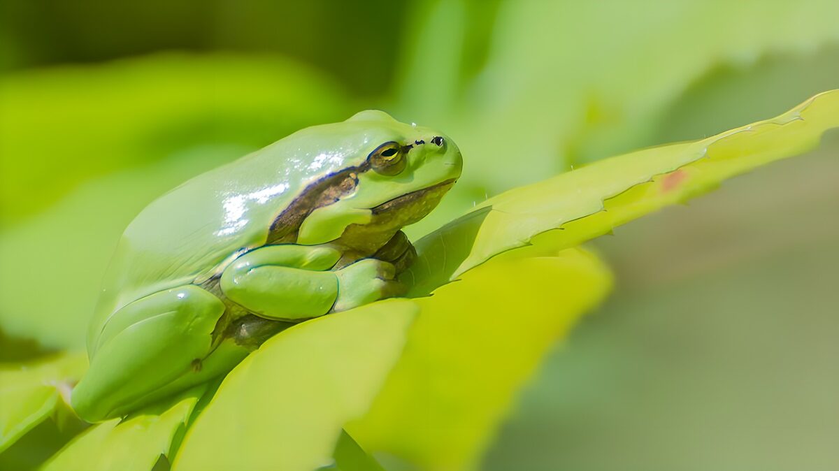 Groene kikker op een blad