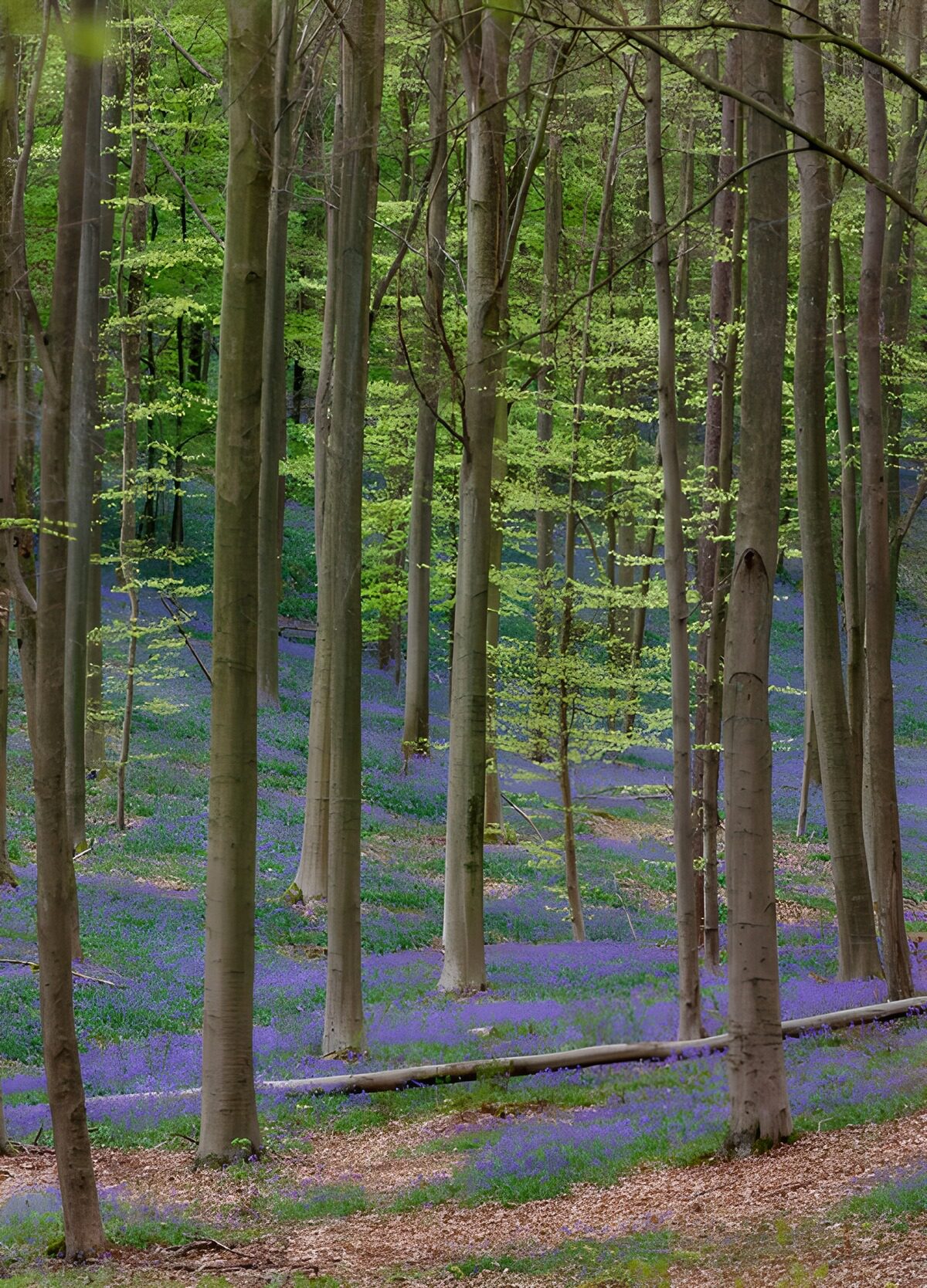TP14289: Prachtige blauwe bloemen in het bos