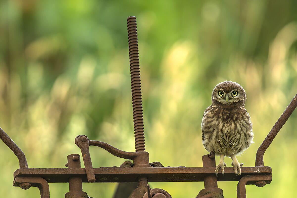 Kleine uil op oude machine