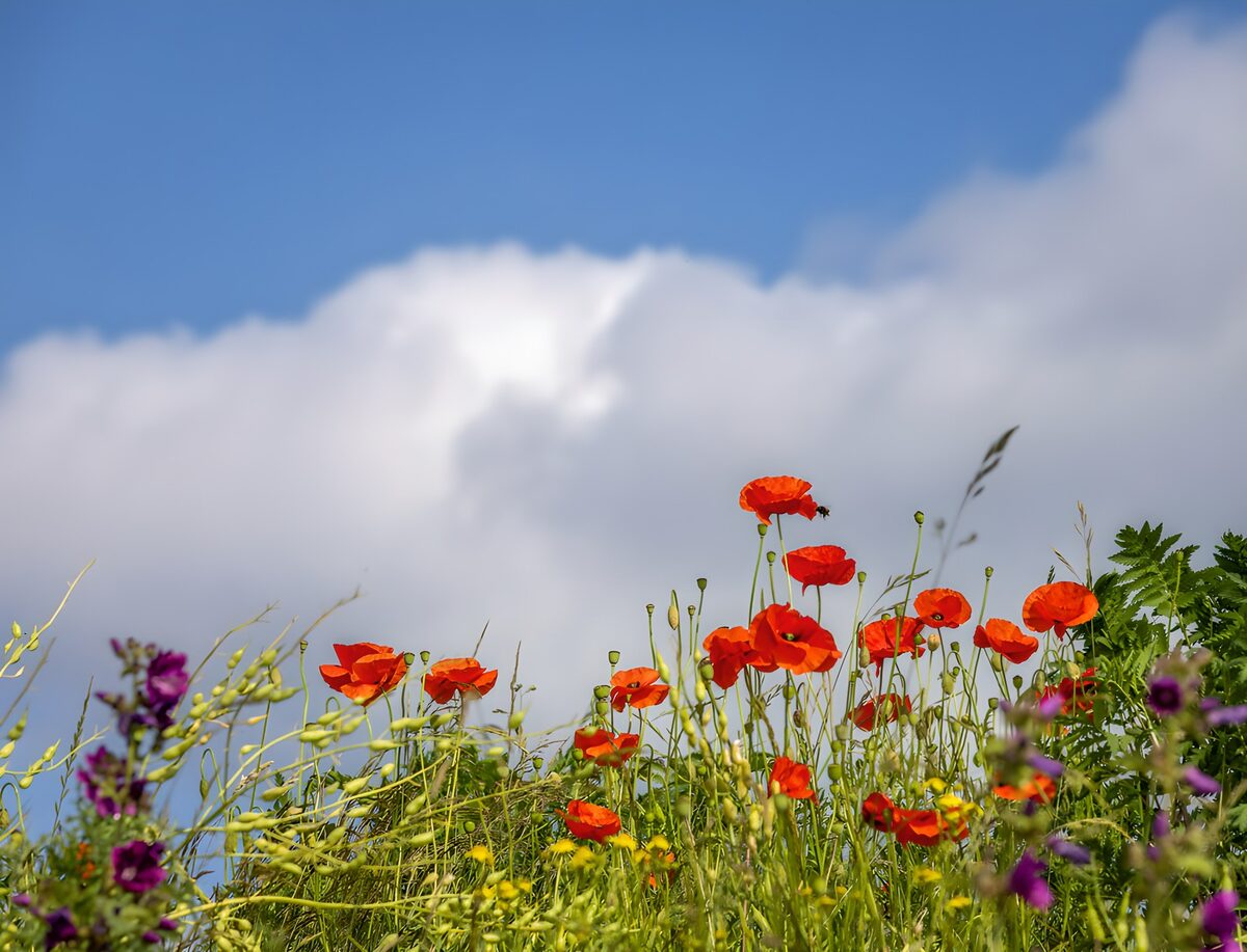 Poppies onder een blauwe lucht