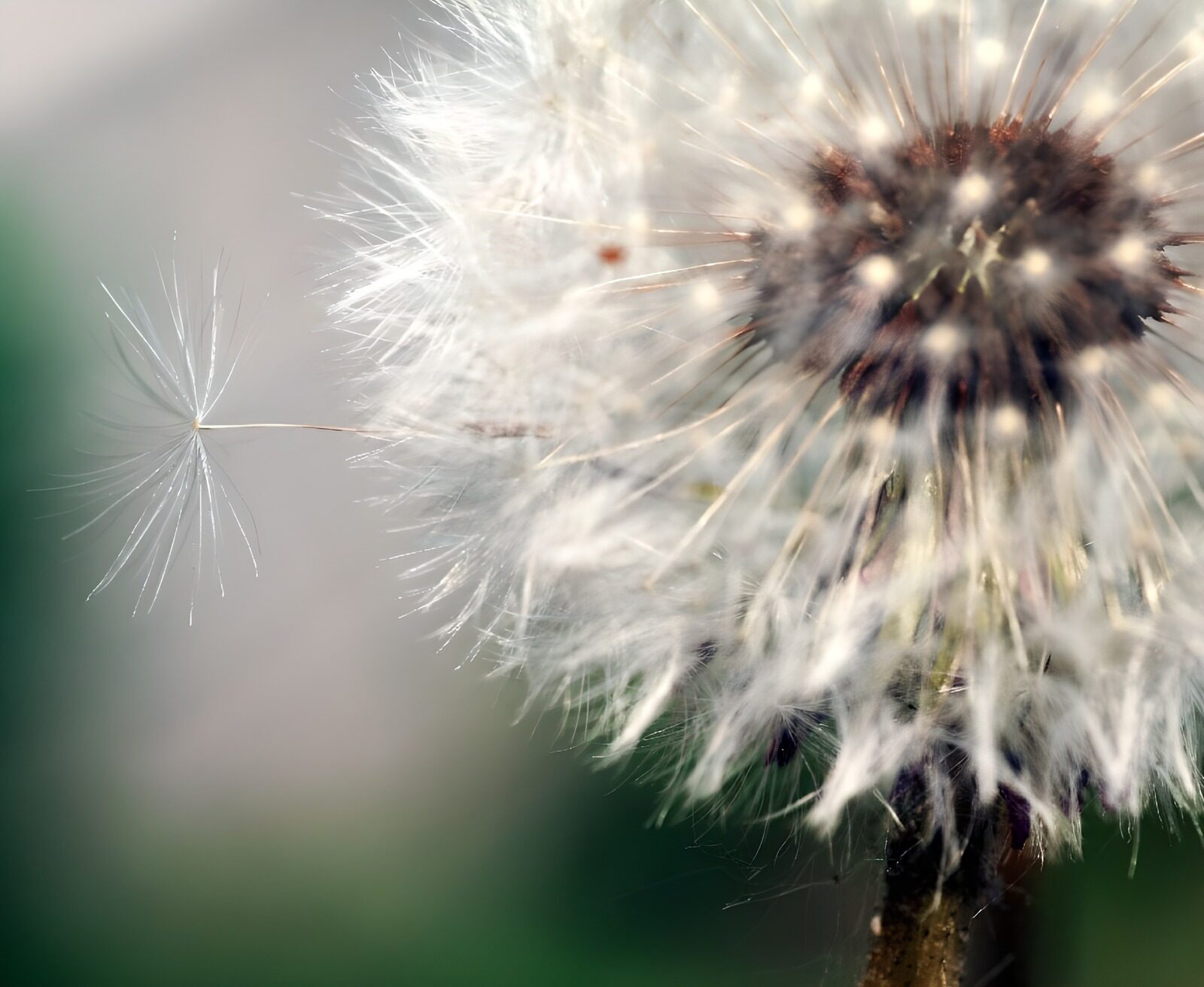 TP18562: Paardenbloem in pappus