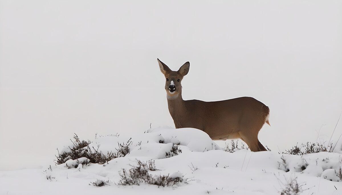 Ree op wacht in de sneeuw