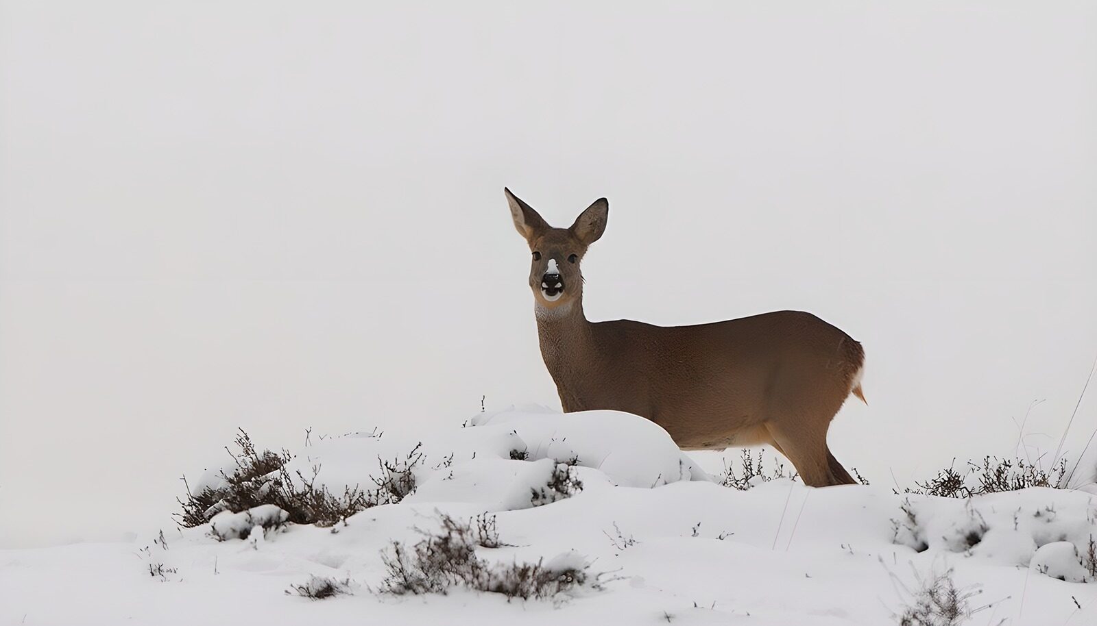 TP47839: Ree op wacht in de sneeuw