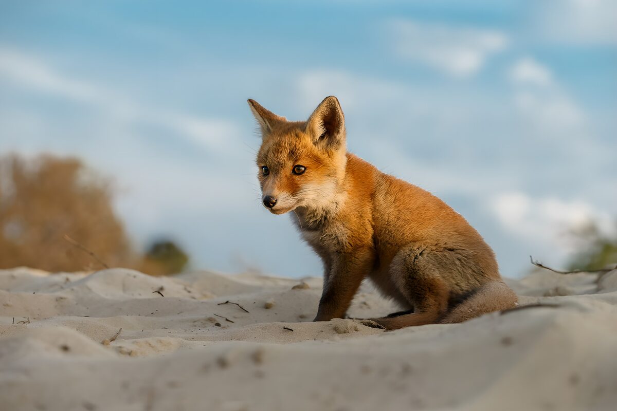 Vossenkind op het zand
