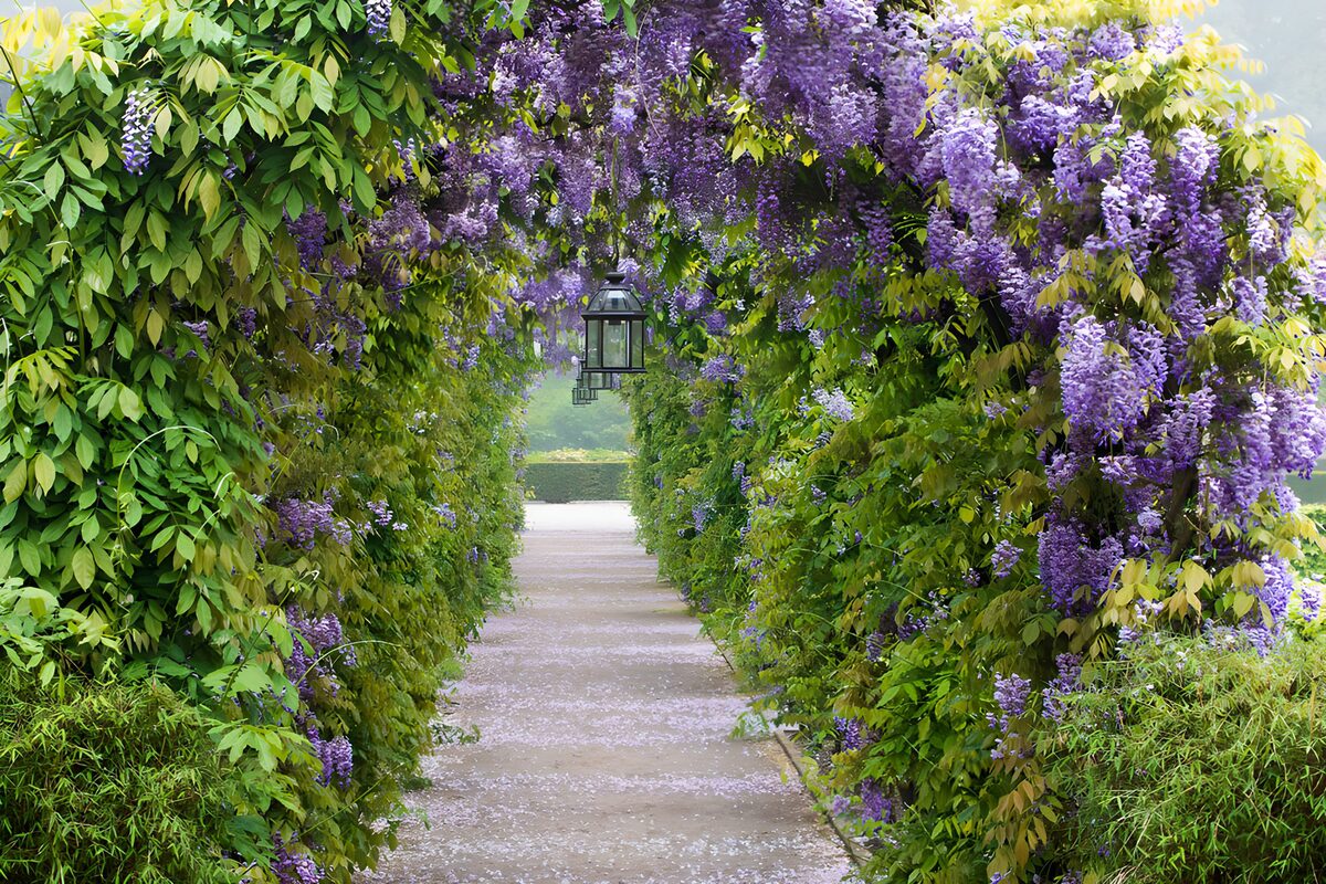 TP81447: Prachtige Wisteria Pergola