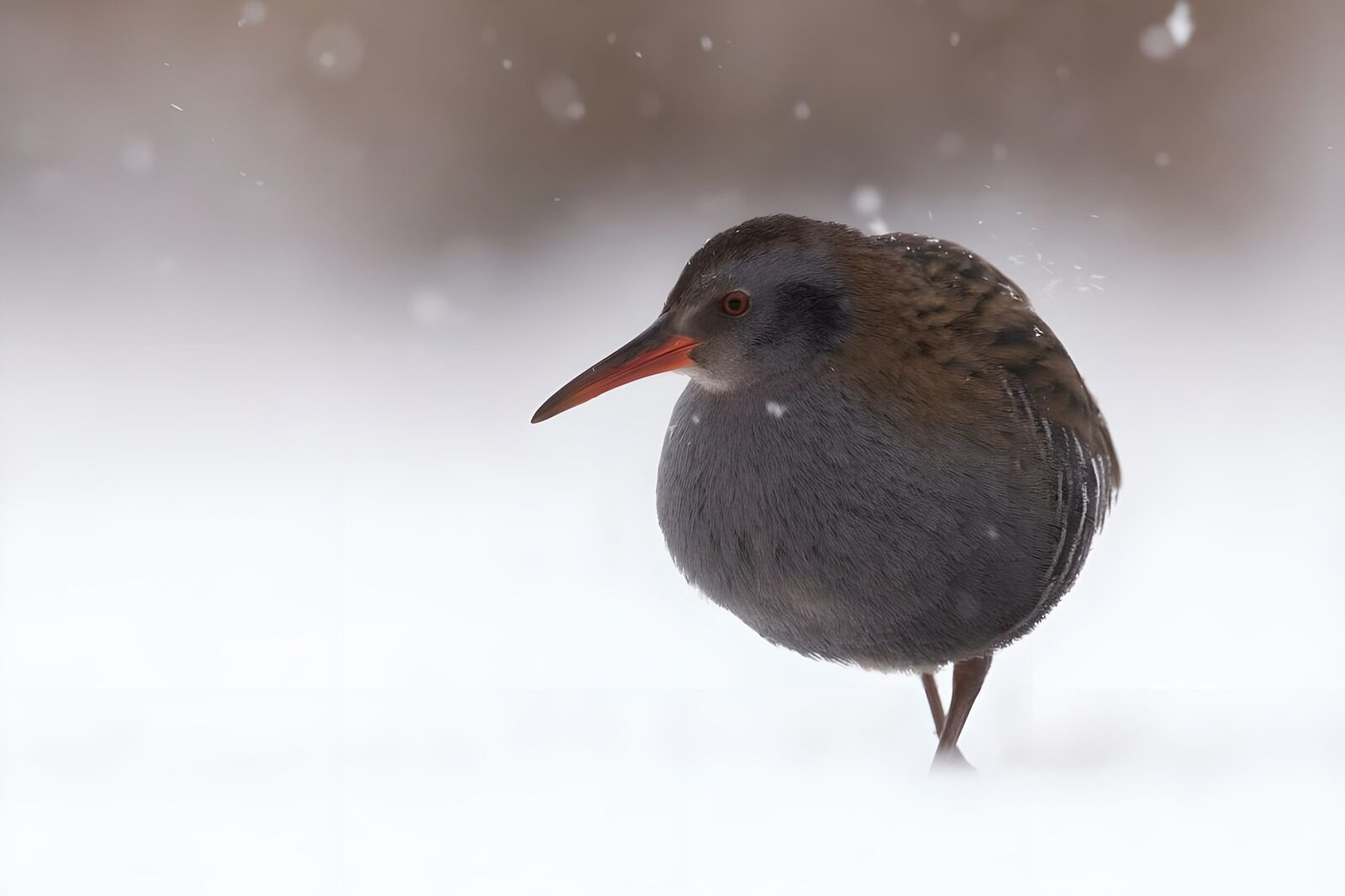 TP51911: Waterhoen in de sneeuw