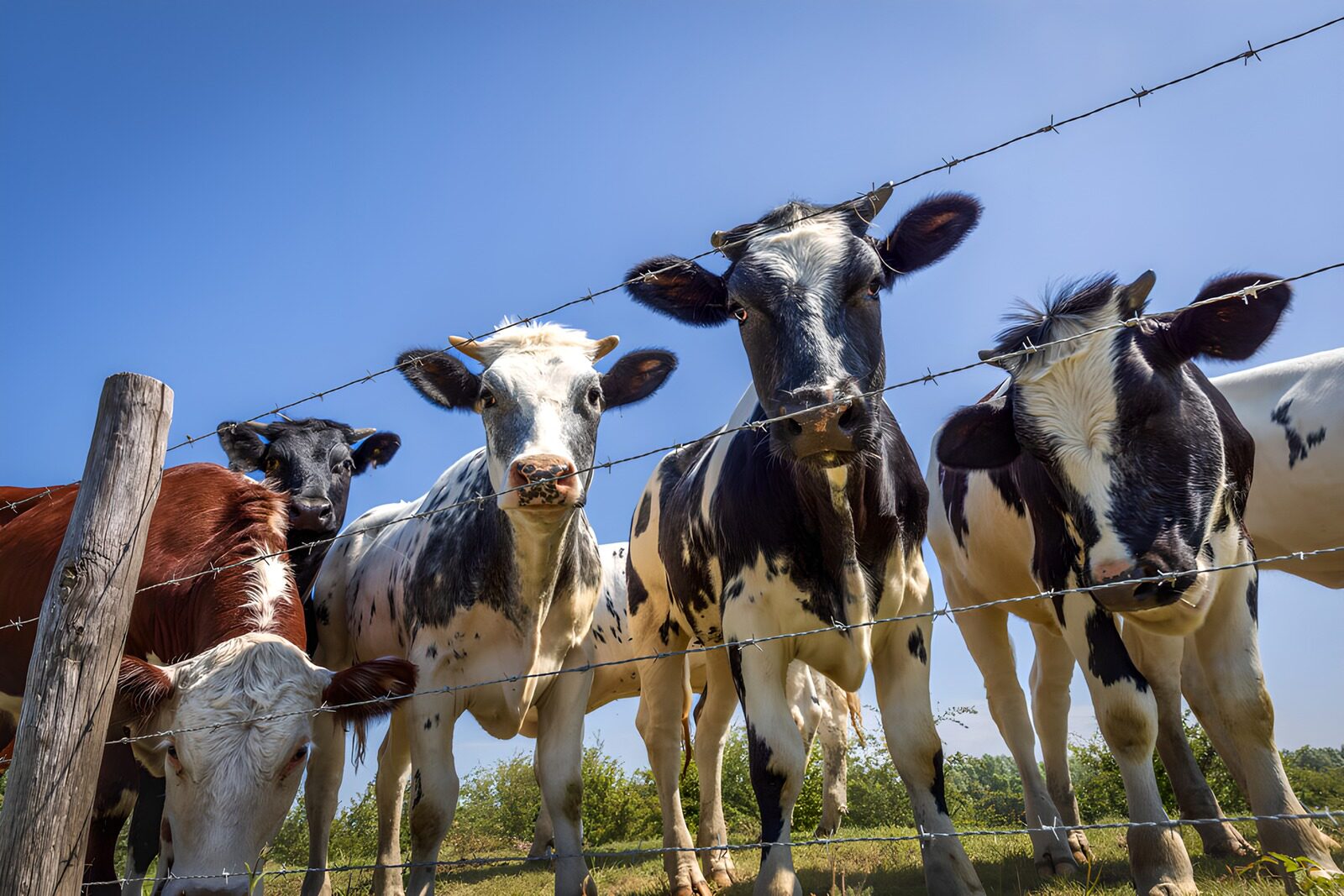 TP59764: Nieuwsgierige koeien bij hek