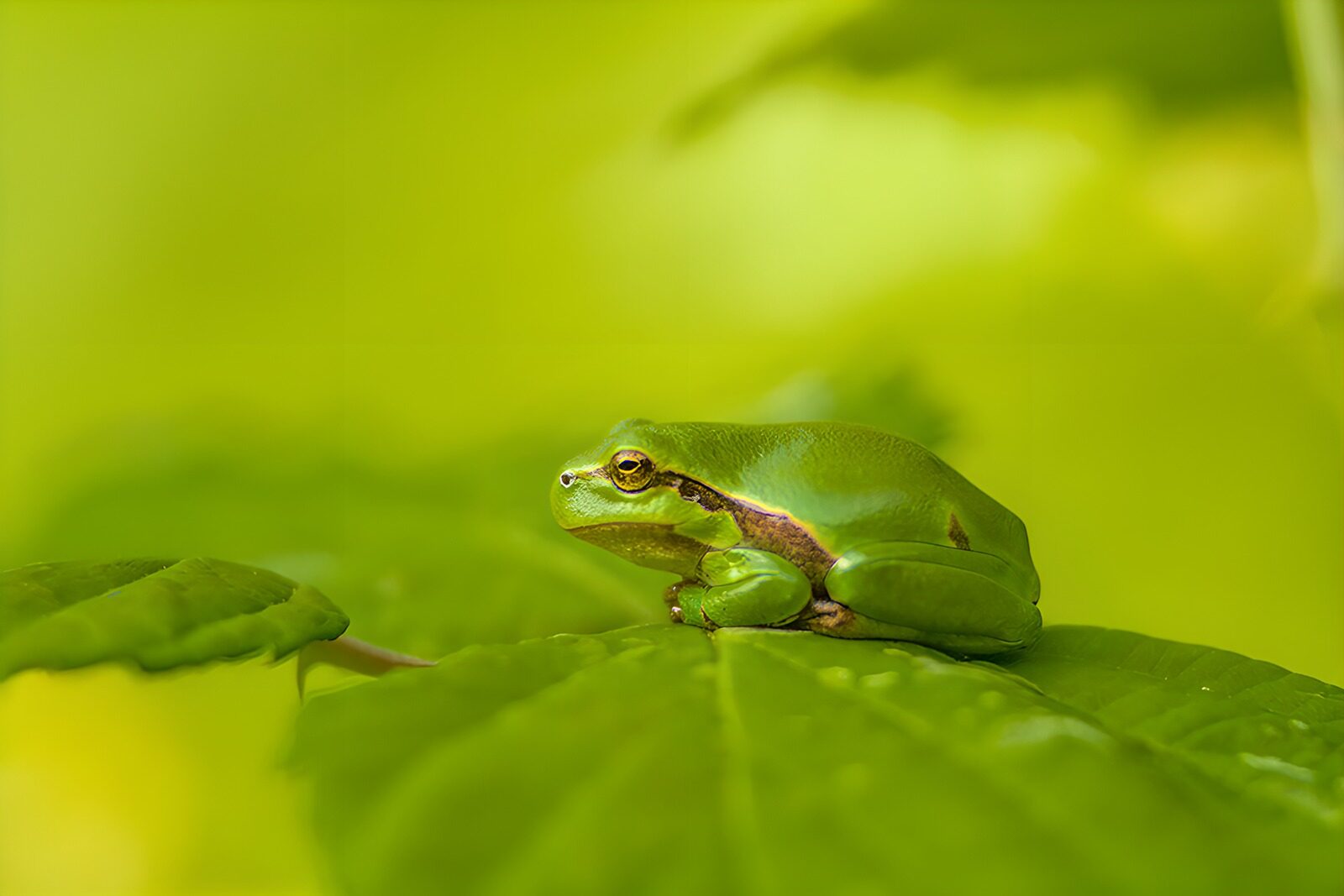 TP97630: Groene kikker op een blad