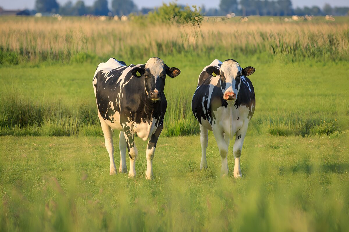 Twee vrolijke koeien op de weide