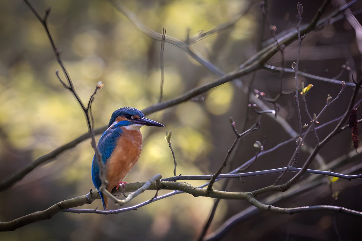 TP30312: IJsvogel op een tak