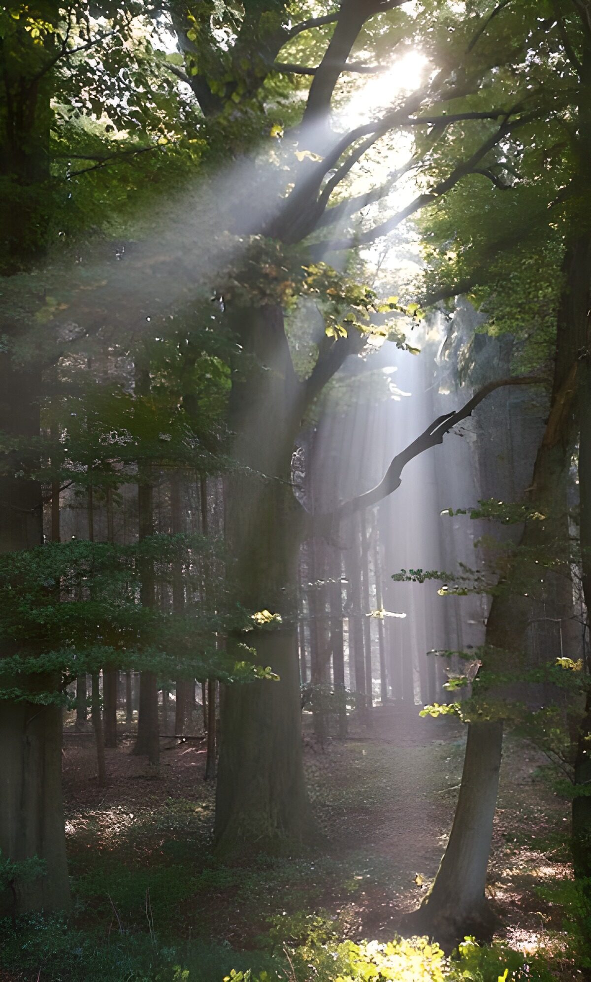 Bos en parken 1