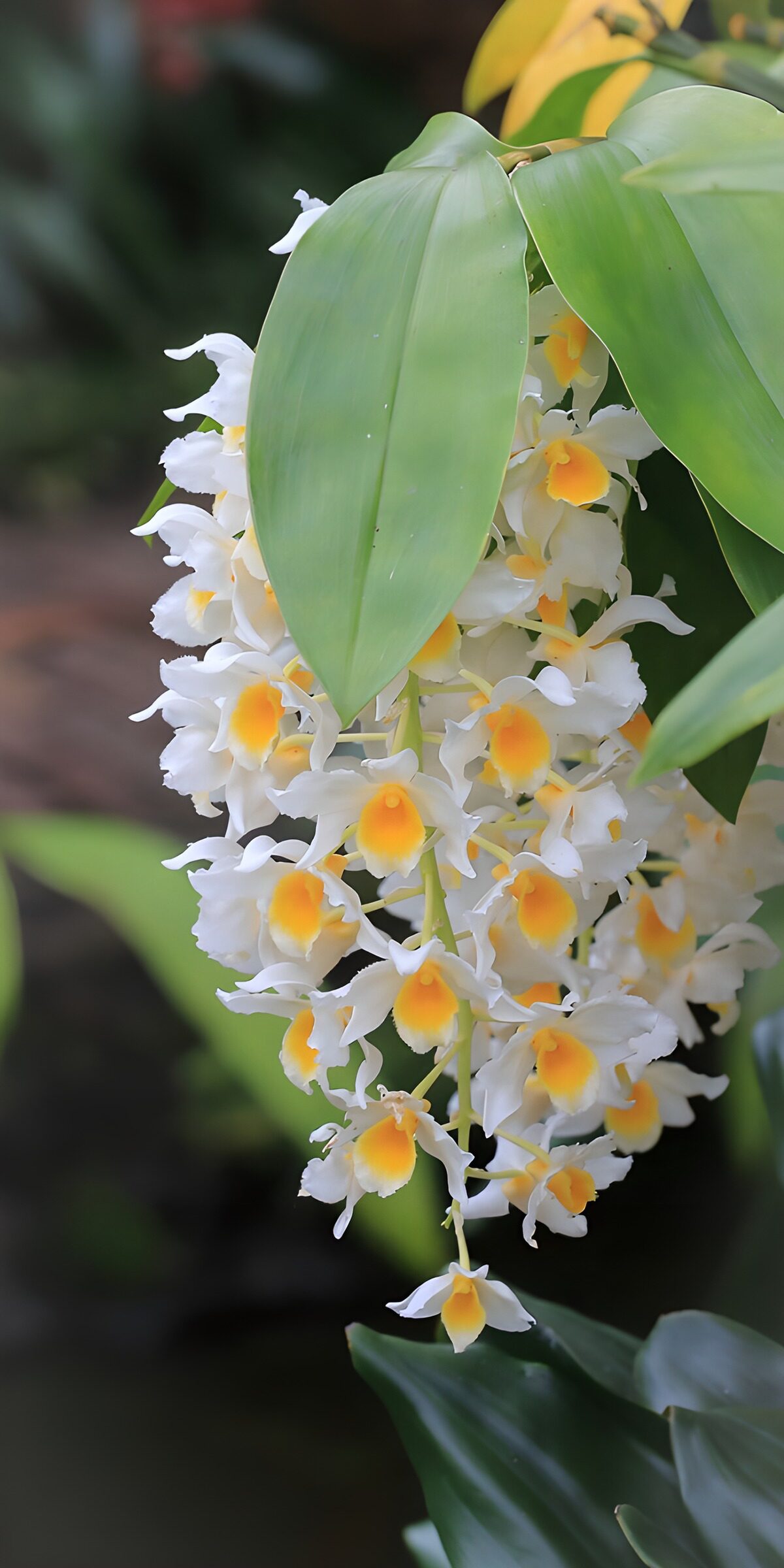TP53672: Prachtige witte orchidee met gele accenten
