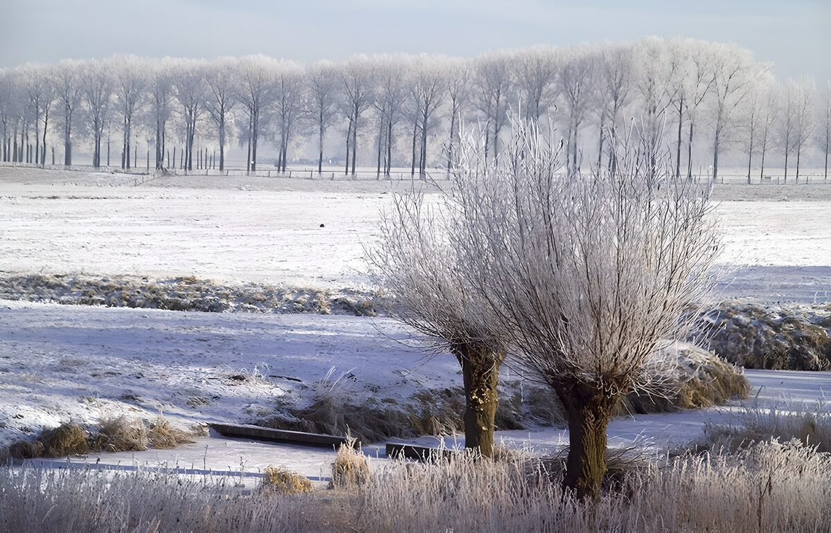 Knotwilg in de winterkou