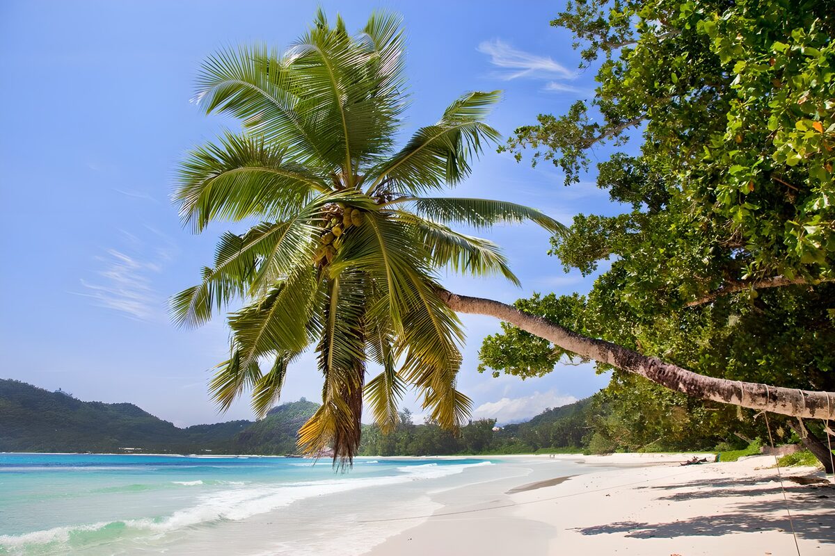 TP65935: Tropisch strand met palmboom