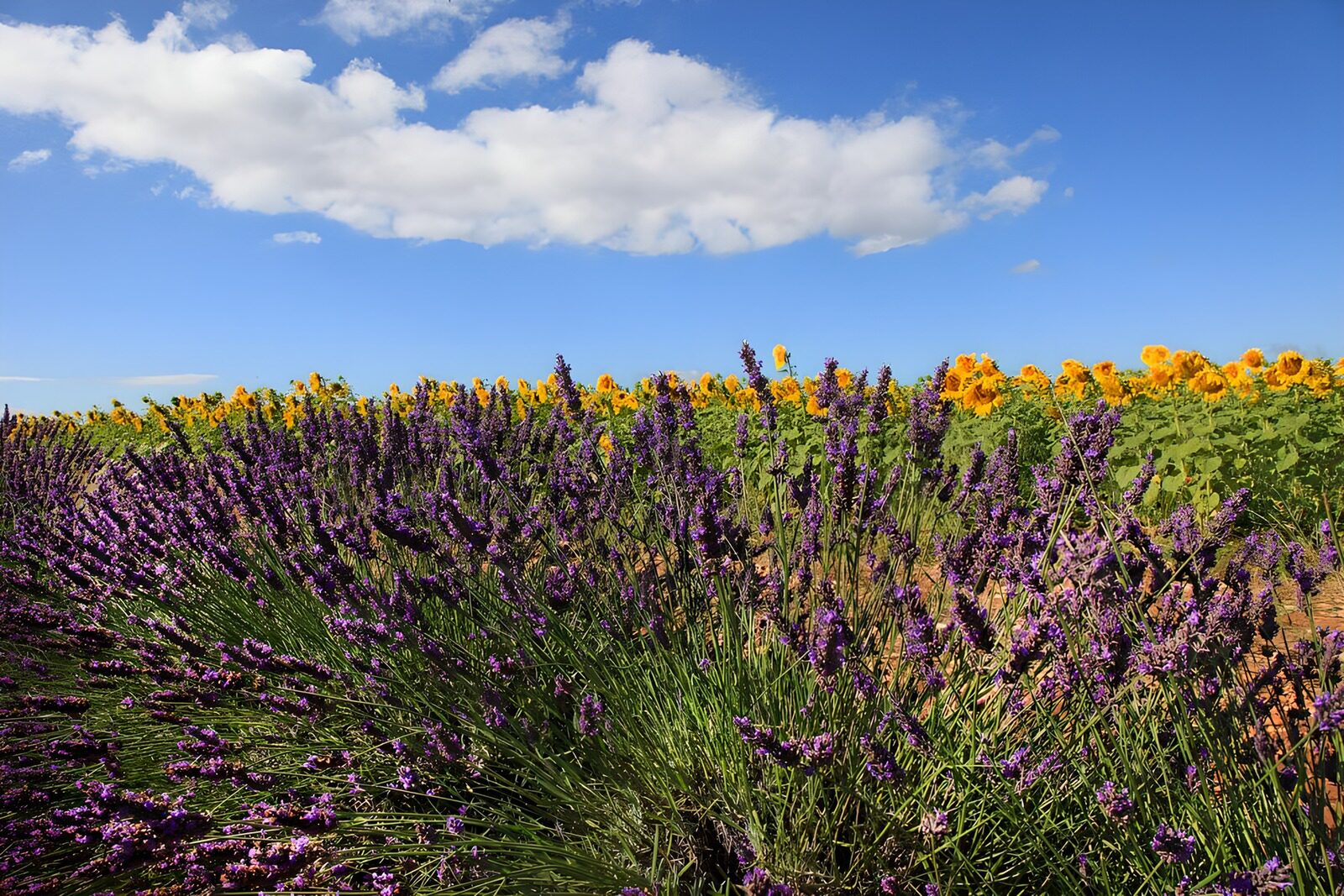 TP66159: Lavendel met zonnebloemen onder een blauwe lucht