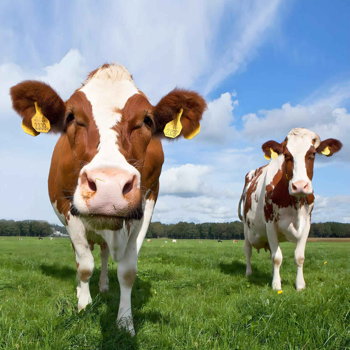 Twee vriendelijke koeien op het veld