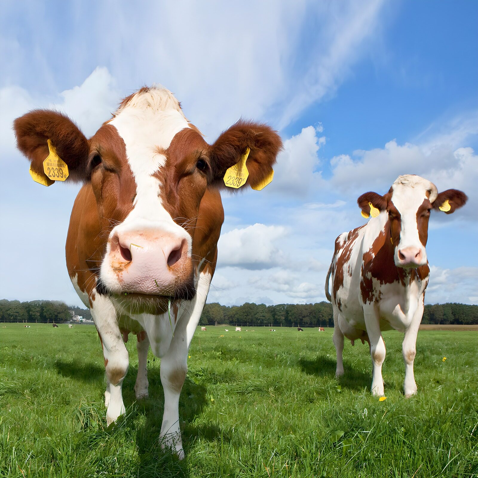 TP98617: Twee vriendelijke koeien op het veld