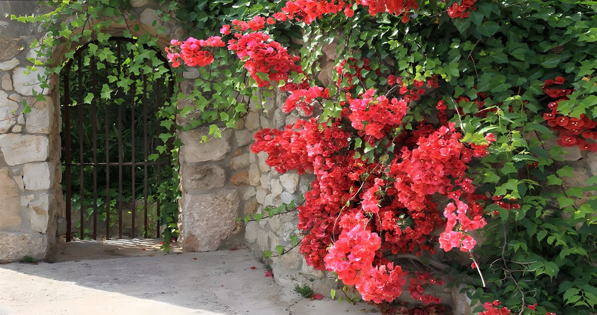 TP21585: Bloeiende Bougainvillea bij Een Poort