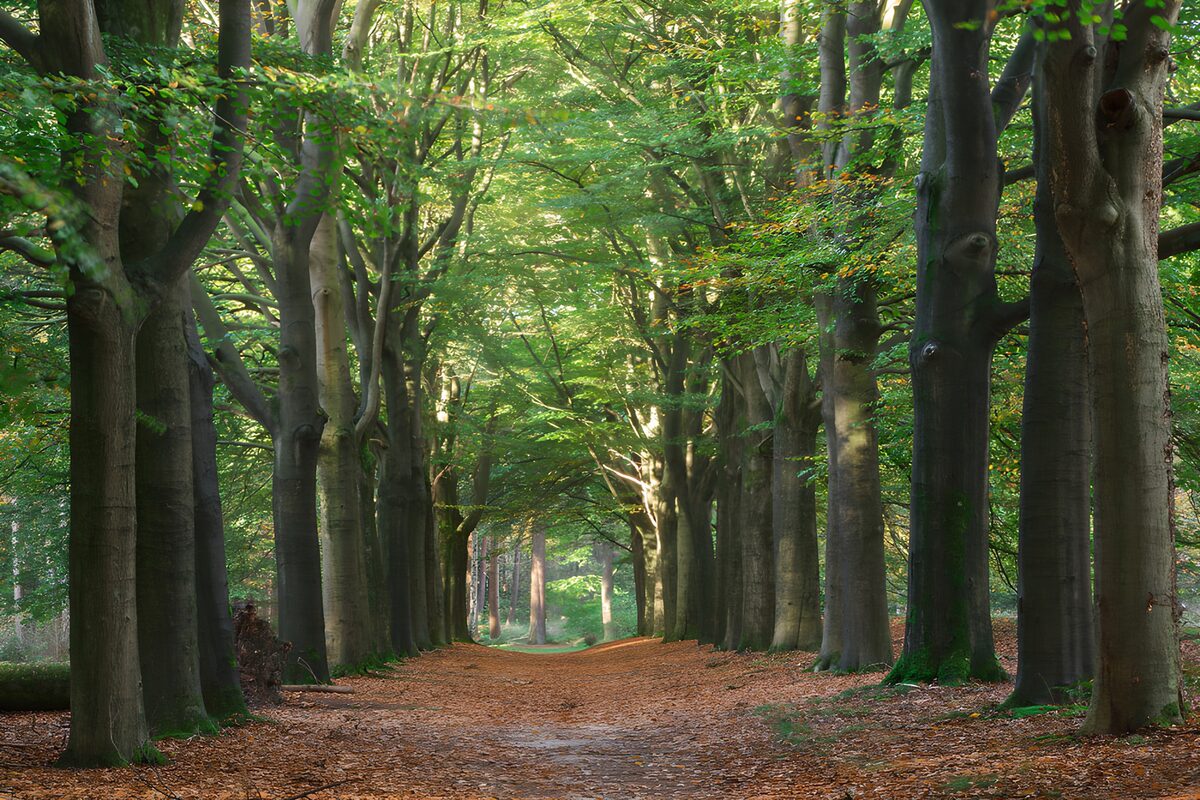 Rustige laan in het bos
