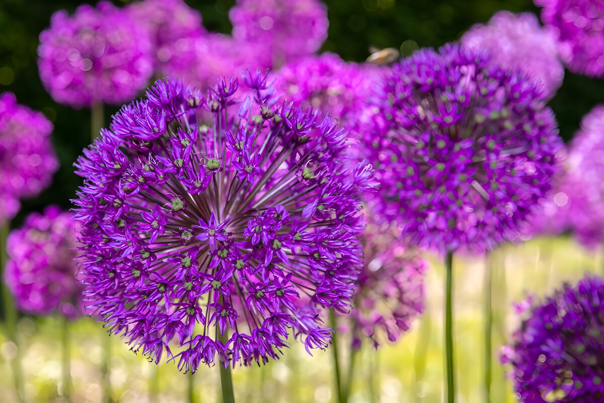 Prachtige paarse bloeiwijzen in de lente