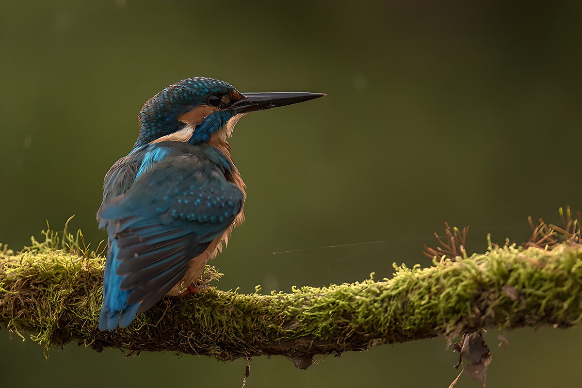 IJsvogel op een tak