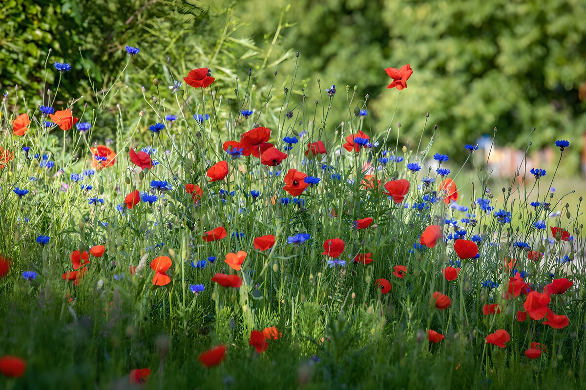 Kleurrijke bloementuin in bloei