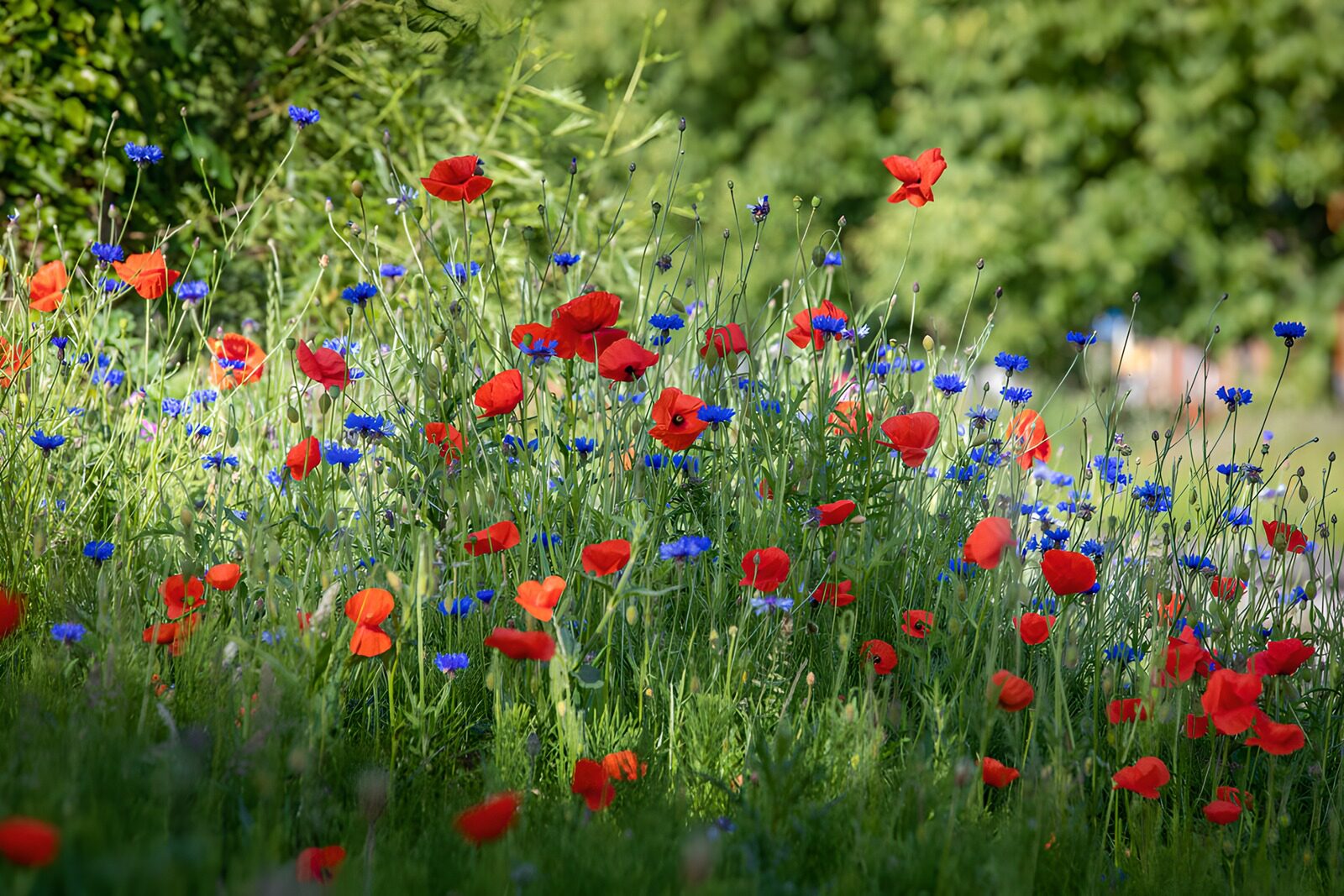 TP87649: Kleurrijke bloementuin in bloei