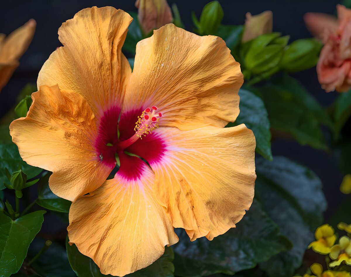 Oranje hibiscus met rode kern
