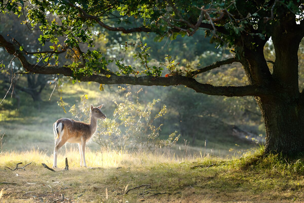 Jonge ree onder een grote boom