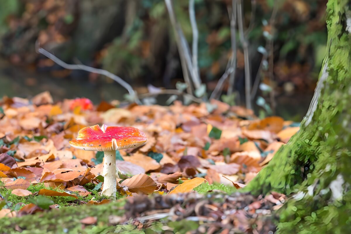 Vliegenzwam met herfstbladeren 3